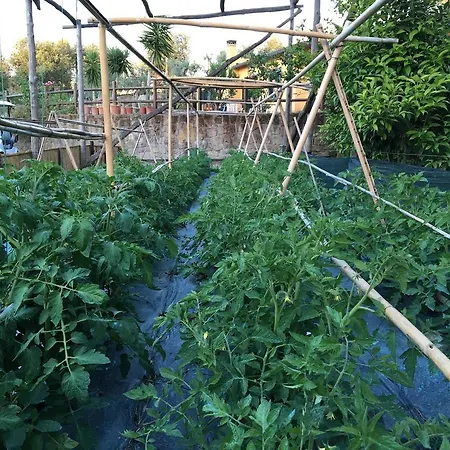 Casale Antonietta Bed and Breakfast Σορέντο