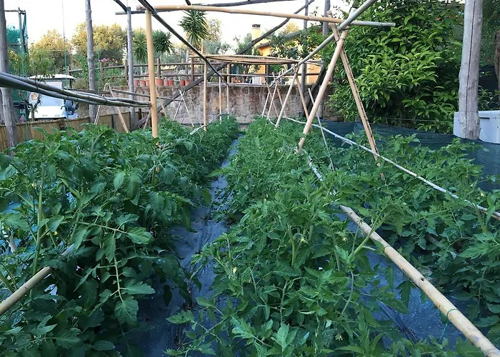 Casale Antonietta Oda ve Kahvaltı Sorrento