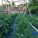 Casale Antonietta לינה וארוחת בוקר סורנטו